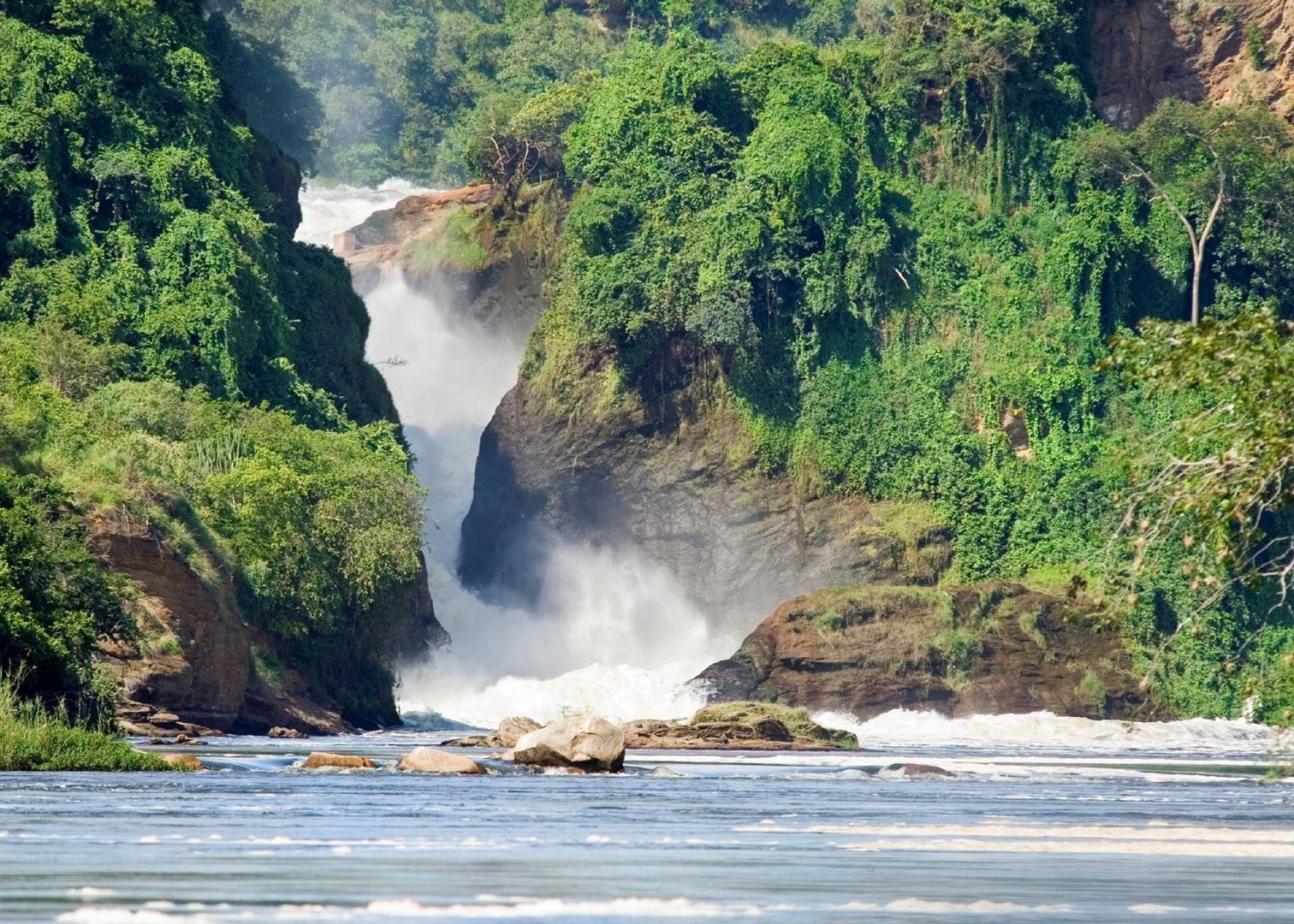 African elephant at Murchison Falls National Park